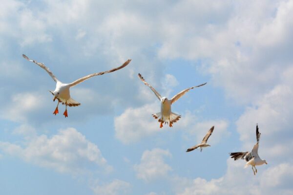 what does it mean when birds go crazy?