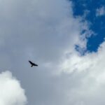 Bird behavior before a tornado