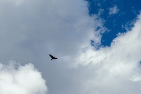 Bird behavior before a tornado