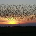 How Birds Predict Weather?