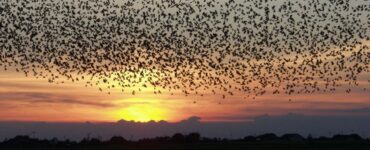 How Birds Predict Weather?