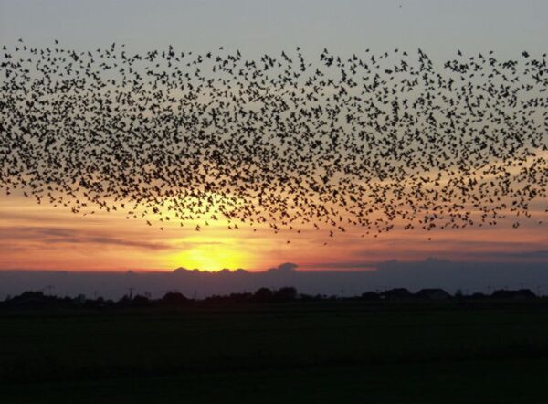 How Birds Predict Weather?