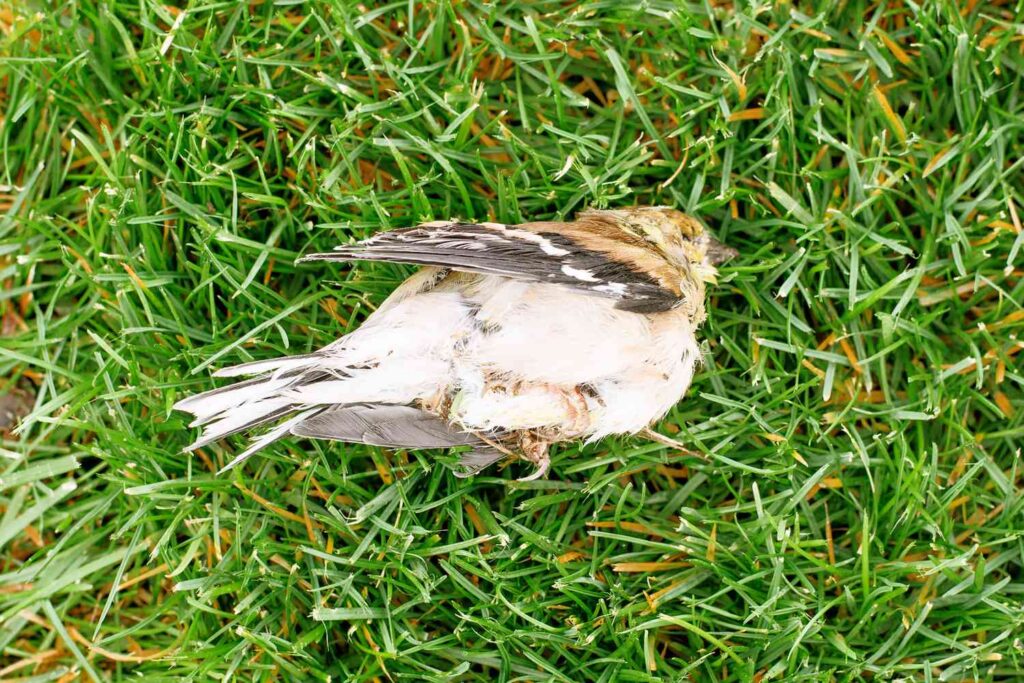 spiritual meaning of a dead bird

