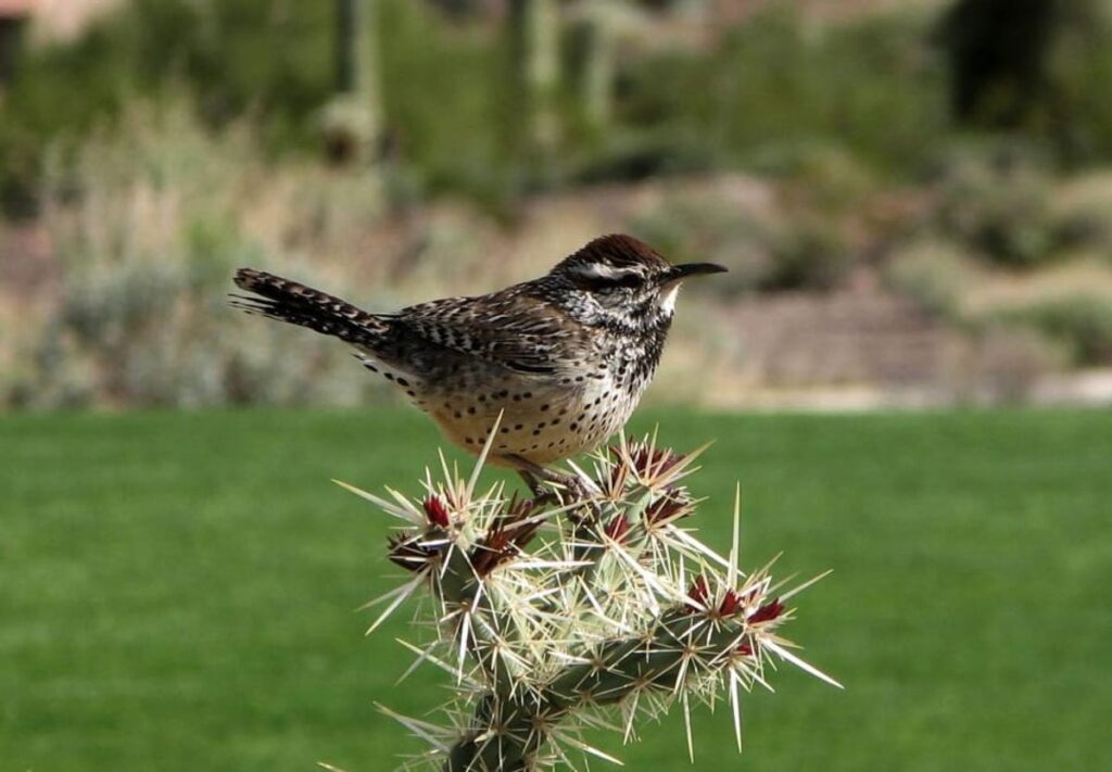 Small Brown Bird Spiritual meaning