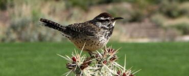 Small Brown Bird Spiritual meaning