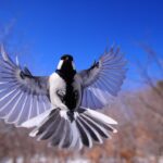 Bird behavior after wing clipping