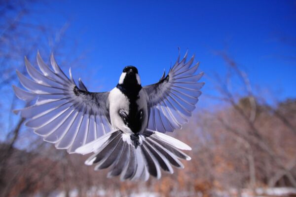 Bird behavior after wing clipping