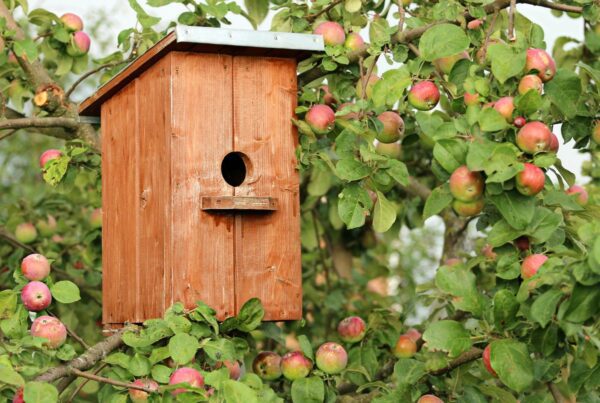 bird behavior at feeders