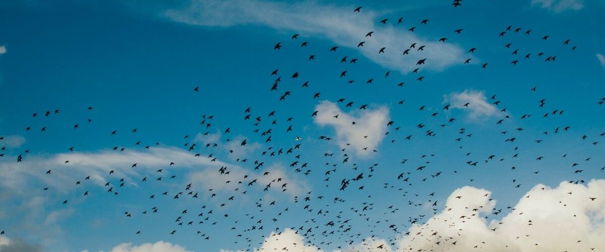 When Do Birds Migrate?