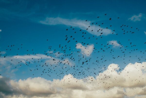 When Do Birds Migrate?