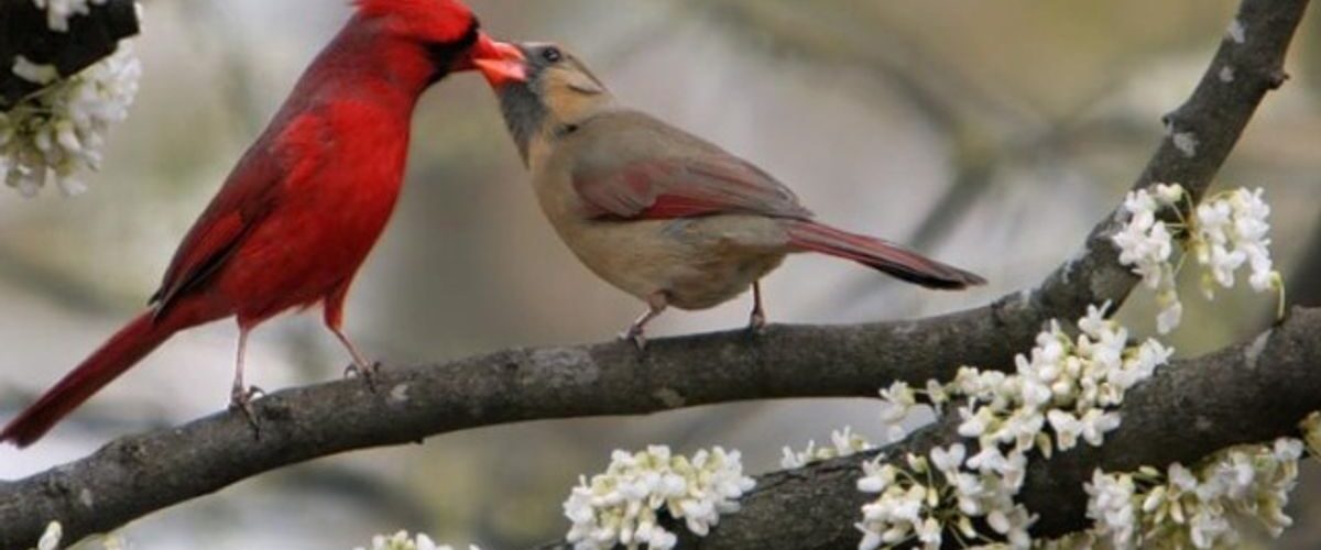 What Triggers Bird Courtship Displays? Deciphering the Rituals of Avian Romance