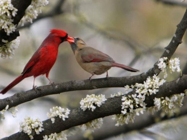 What Triggers Bird Courtship Displays? Deciphering the Rituals of Avian Romance