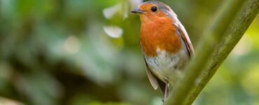 Why Birds Sing: Exploring the Purpose and Patterns of Avian Vocalizations