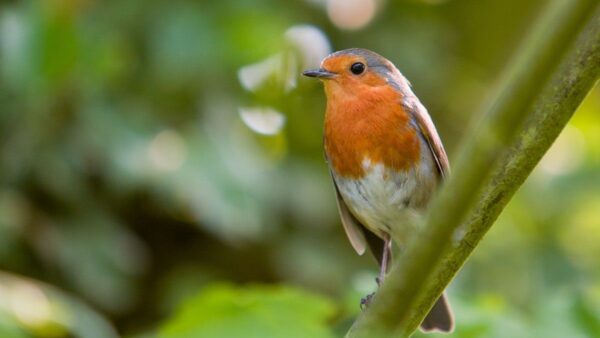 Why Birds Sing: Exploring the Purpose and Patterns of Avian Vocalizations