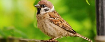 Brown Bird spiritual meaning