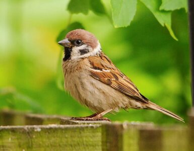 Brown Bird spiritual meaning