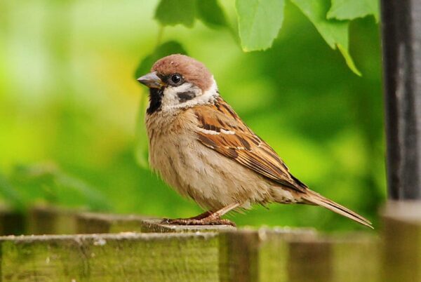 Brown Bird spiritual meaning