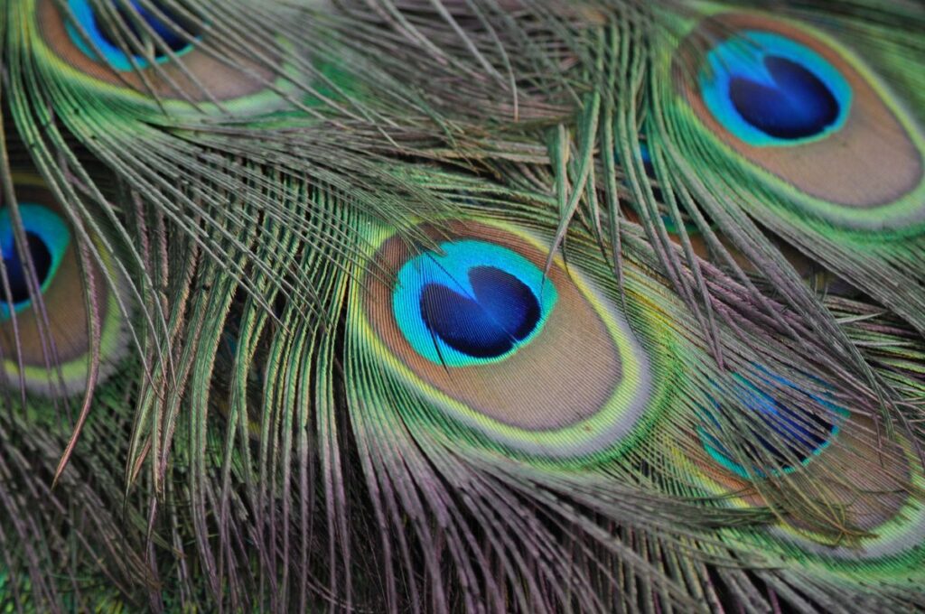 What is the spiritual meaning of a peacock feather?