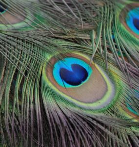 What is the spiritual meaning of a peacock feather?