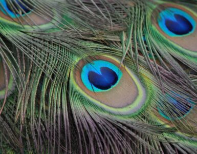 What is the spiritual meaning of a peacock feather?