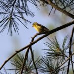 Bird Calls spiritual meaning