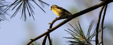 Bird Calls spiritual meaning