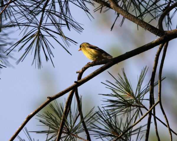 Bird Calls spiritual meaning