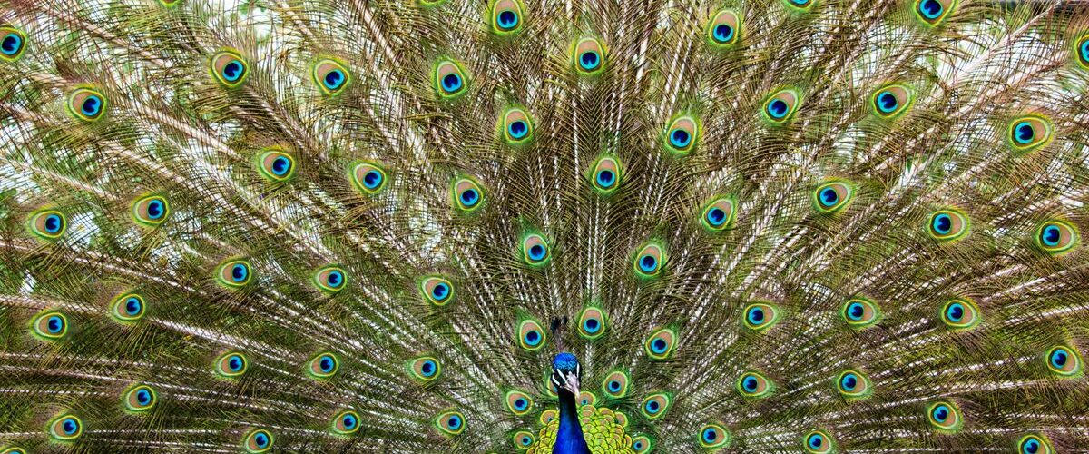 Is keeping peacock feather is good or bad?