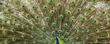 Is keeping peacock feather is good or bad?