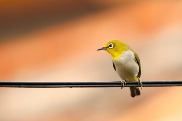 Why birds don't get electric shock?