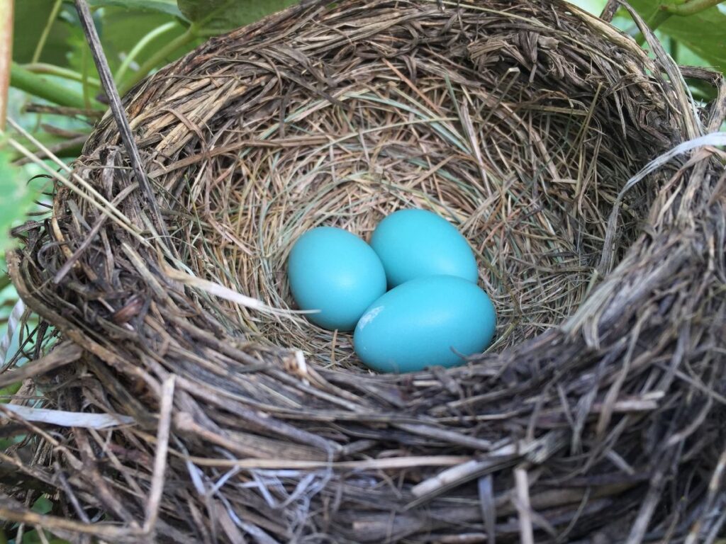 what bird lays blue eggs