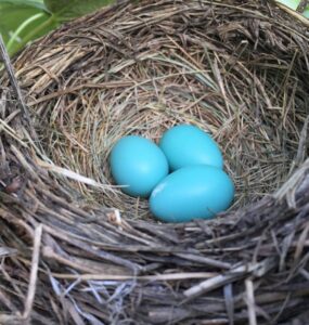 what bird lays blue eggs