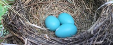 what bird lays blue eggs