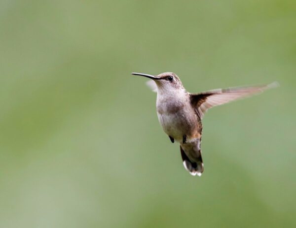 what bird can fly backwards