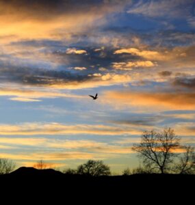 what bird flies the highest