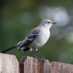 Bird Behavior 101: Understanding Common Avian Actions in Your Backyard