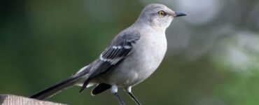 Bird Behavior 101: Understanding Common Avian Actions in Your Backyard