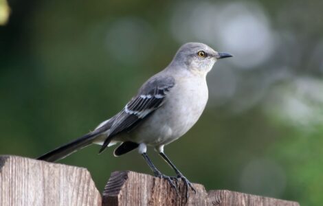 Bird Behavior 101: Understanding Common Avian Actions in Your Backyard