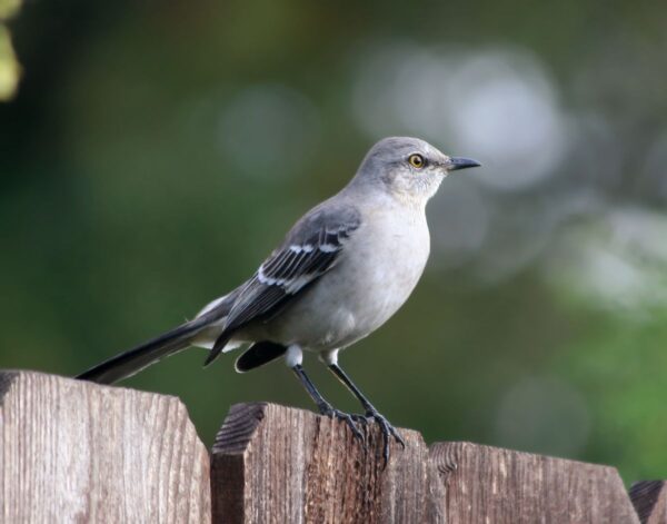 Bird Behavior 101: Understanding Common Avian Actions in Your Backyard