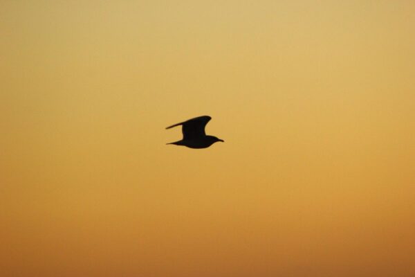 Do birds feel and see spirits?