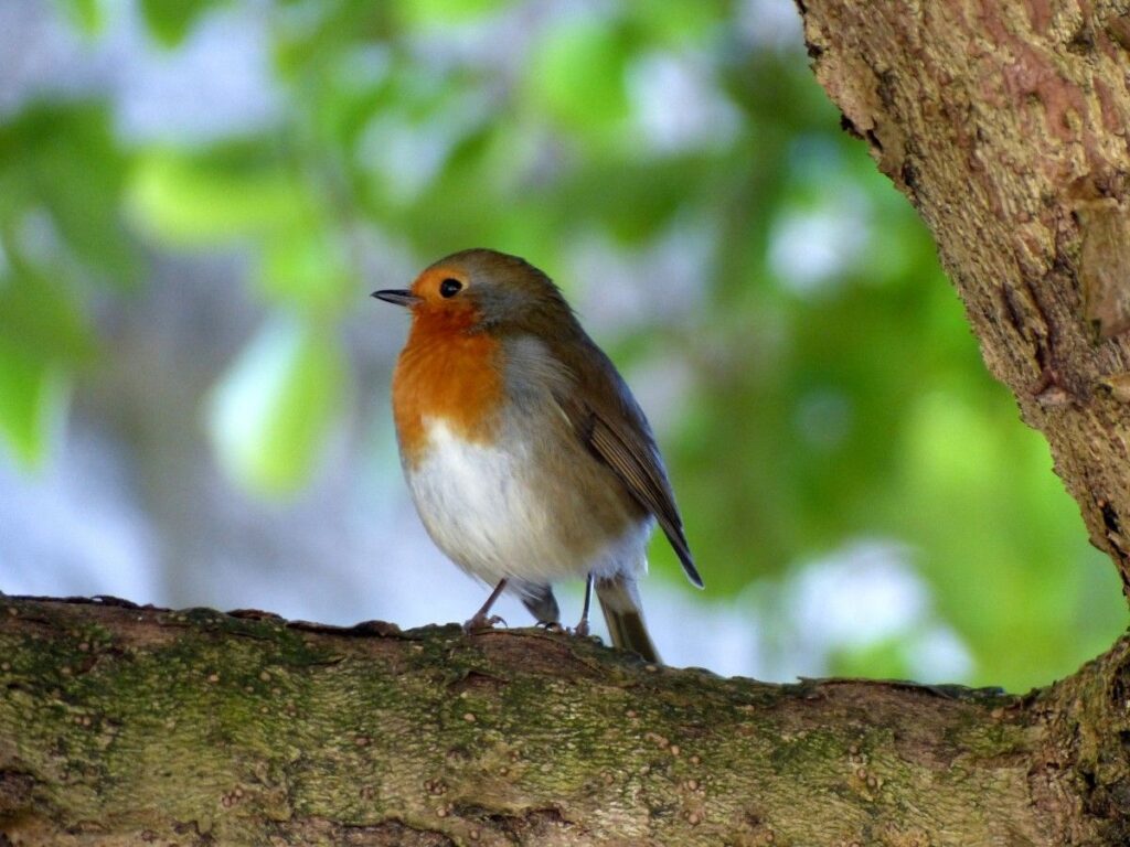 birdwatching tips