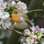 How to Interpret Birdsong: A Guide to Understanding Spiritual Messages