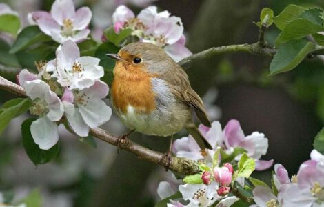 How to Interpret Birdsong: A Guide to Understanding Spiritual Messages