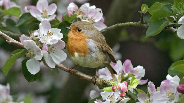 How to Interpret Birdsong: A Guide to Understanding Spiritual Messages